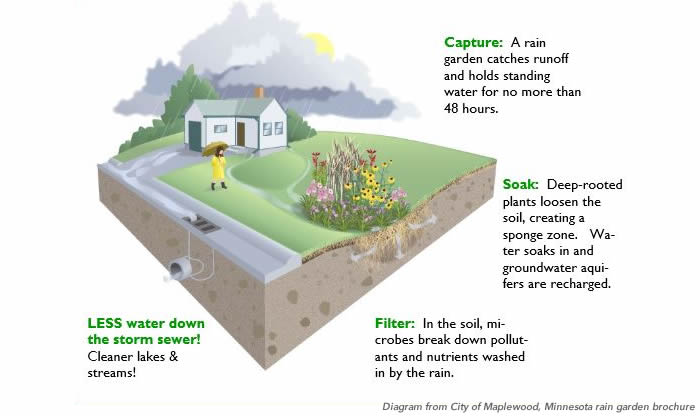 Rain gardens: an easy win for stormwater in your community