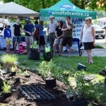 People participated in a rain garden workbee by Windfall Ecology Centre